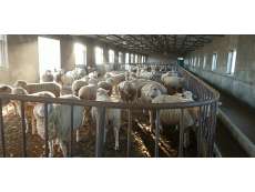 遼寧省農業科學院肉羊改良繁育中心