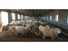遼寧省農業科學院肉羊改良繁育中心--肉羊